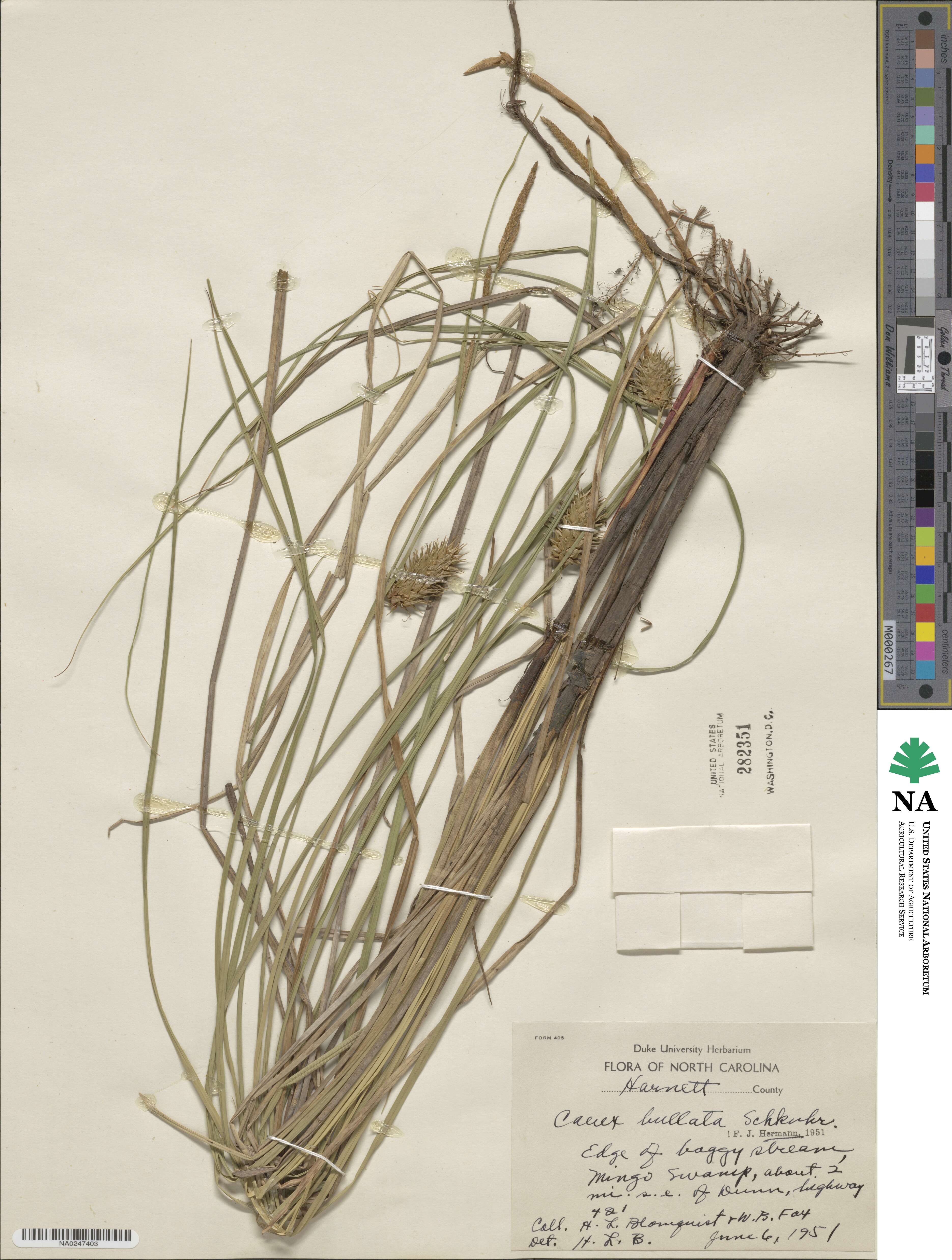 Carex bullata image