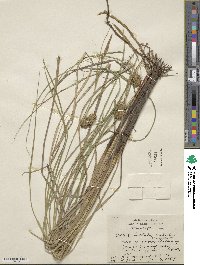 Carex bullata image