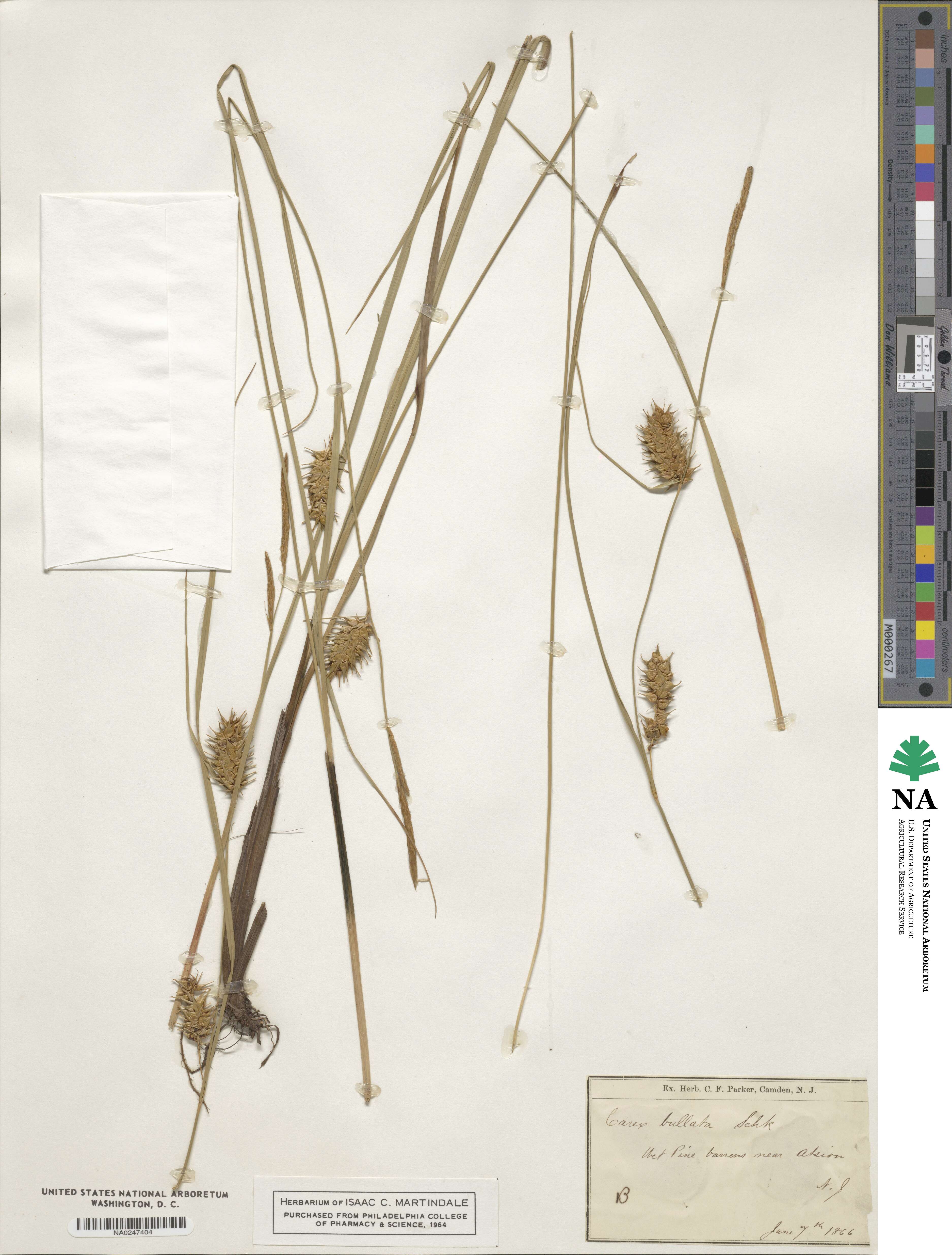 Carex bullata image