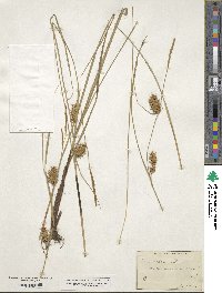 Carex bullata image