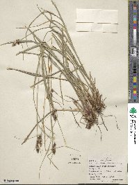 Carex bushii image