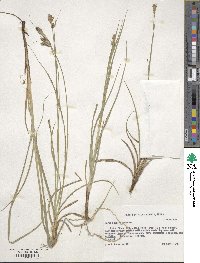 Carex bushii image