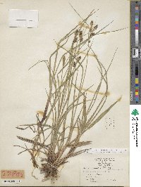 Carex bushii image