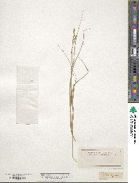 Carex canescens image