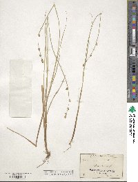 Carex canescens image