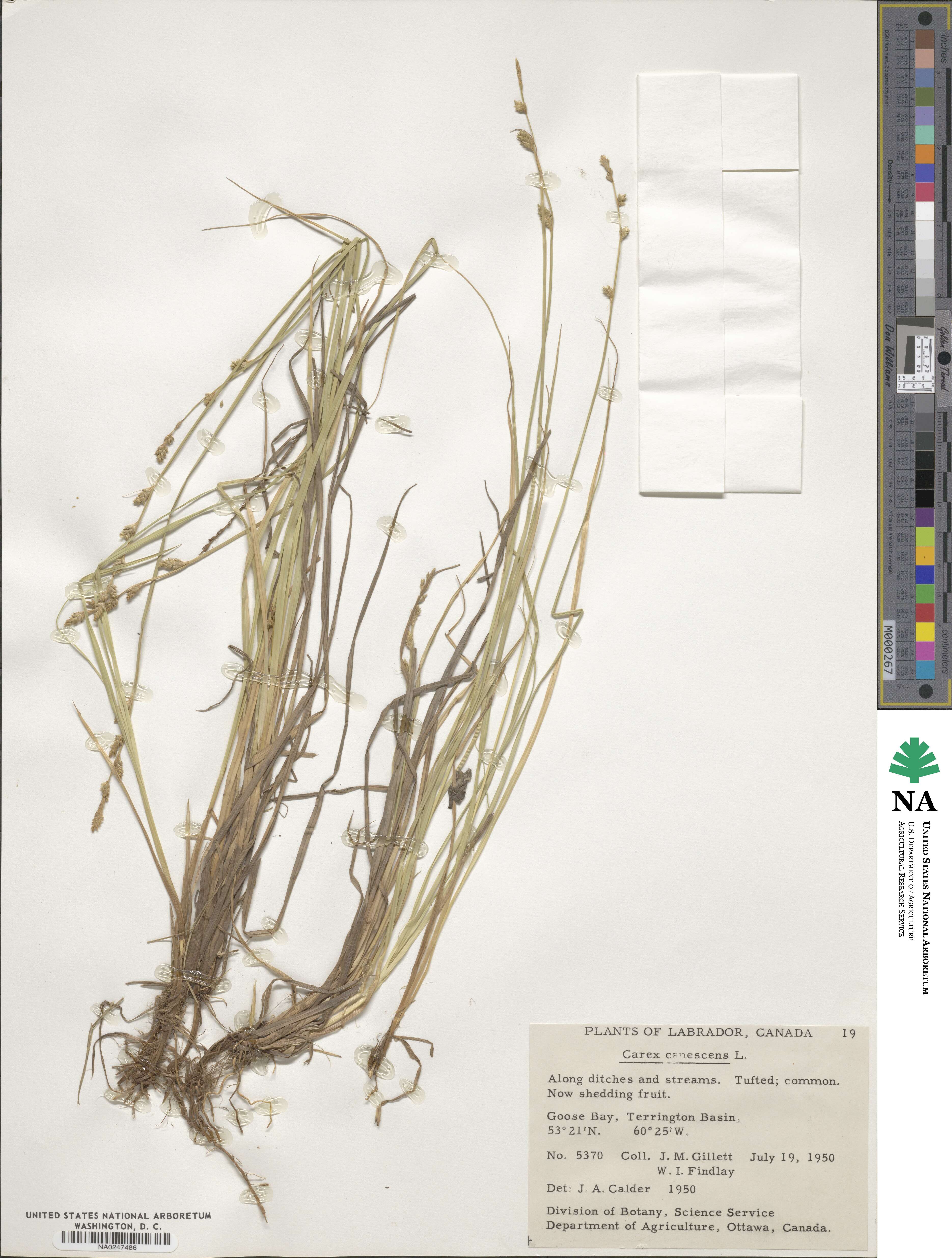 Carex canescens image