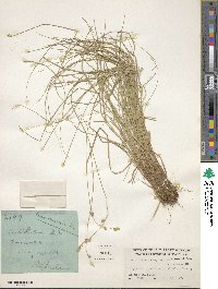 Carex canescens image