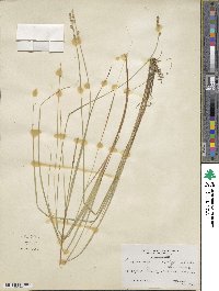 Carex canescens subsp. disjuncta image