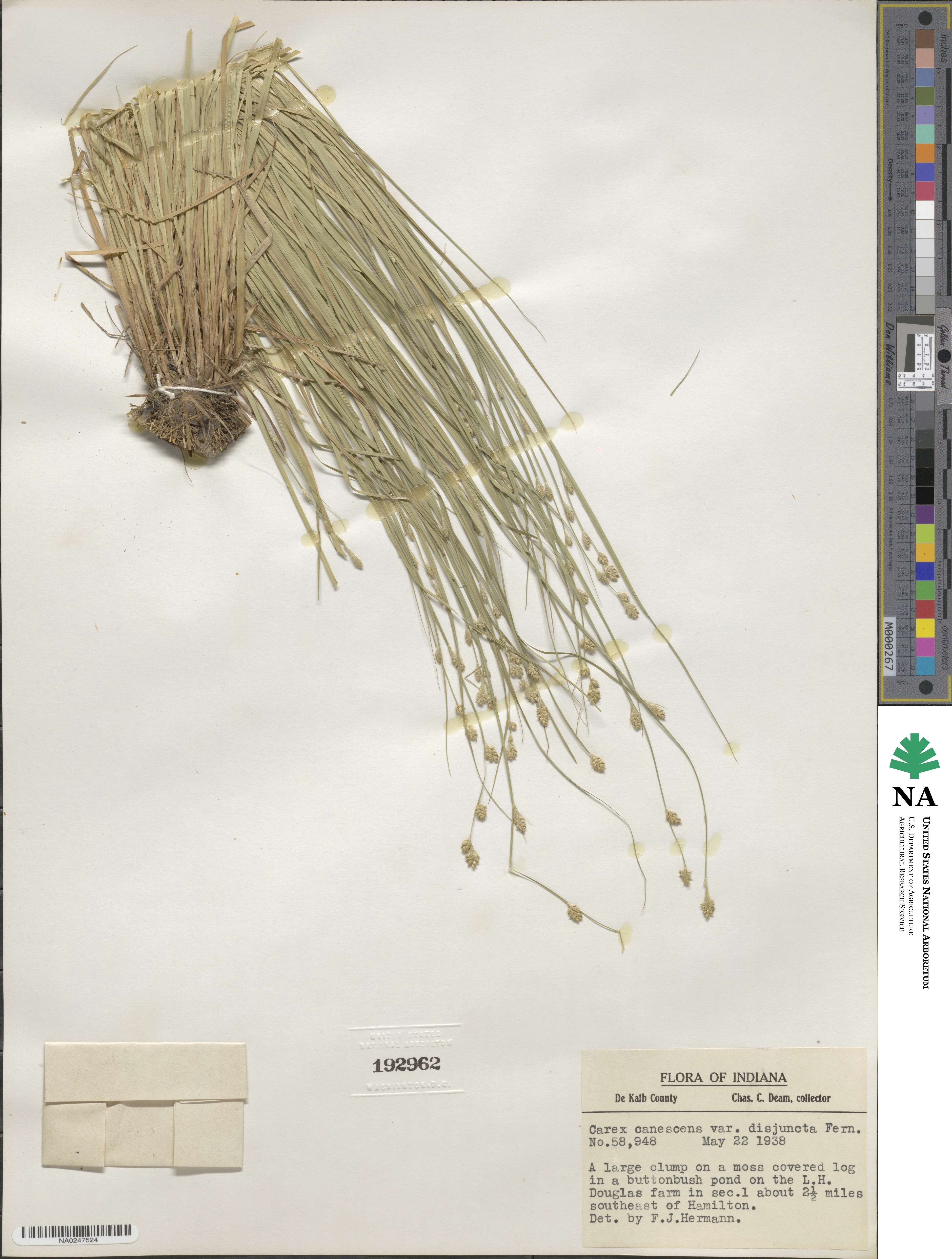 Carex canescens subsp. disjuncta image
