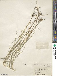 Carex canescens subsp. disjuncta image