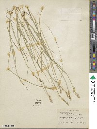 Carex canescens subsp. disjuncta image