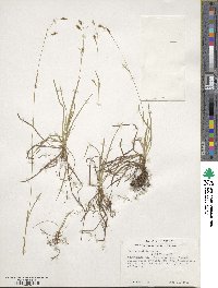 Carex capillaris image