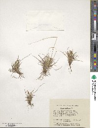 Carex capillaris image