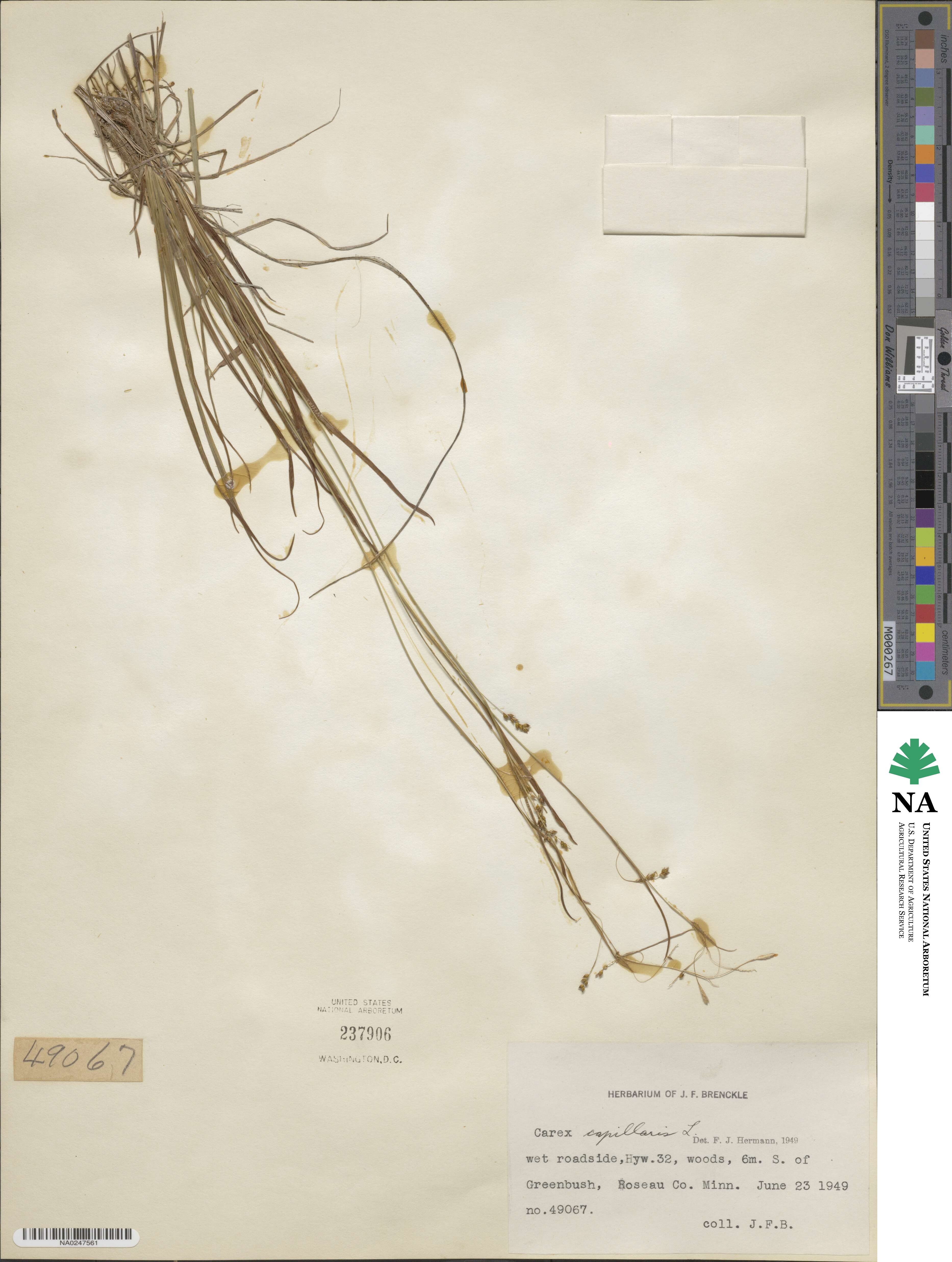 Carex capillaris image