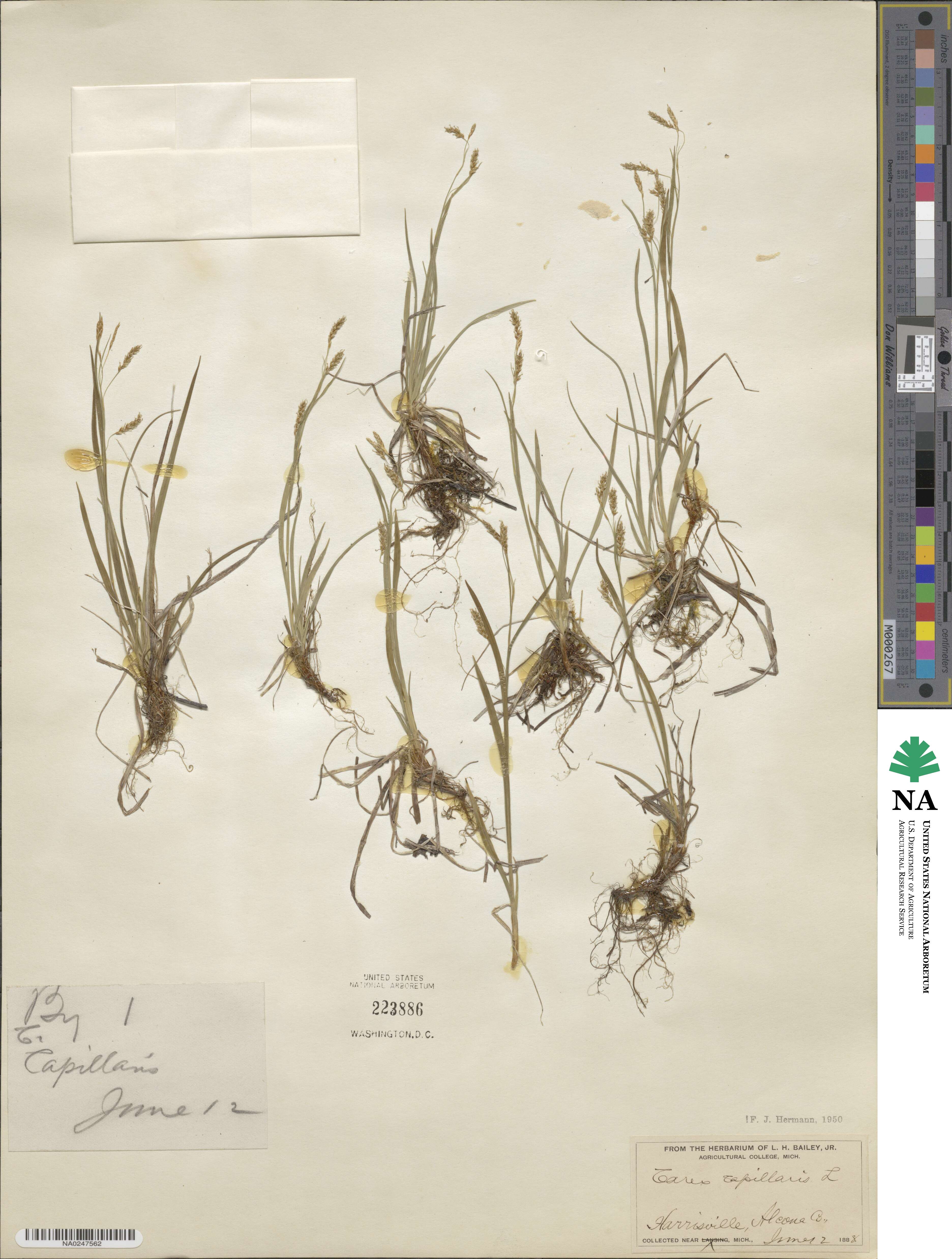 Carex capillaris image