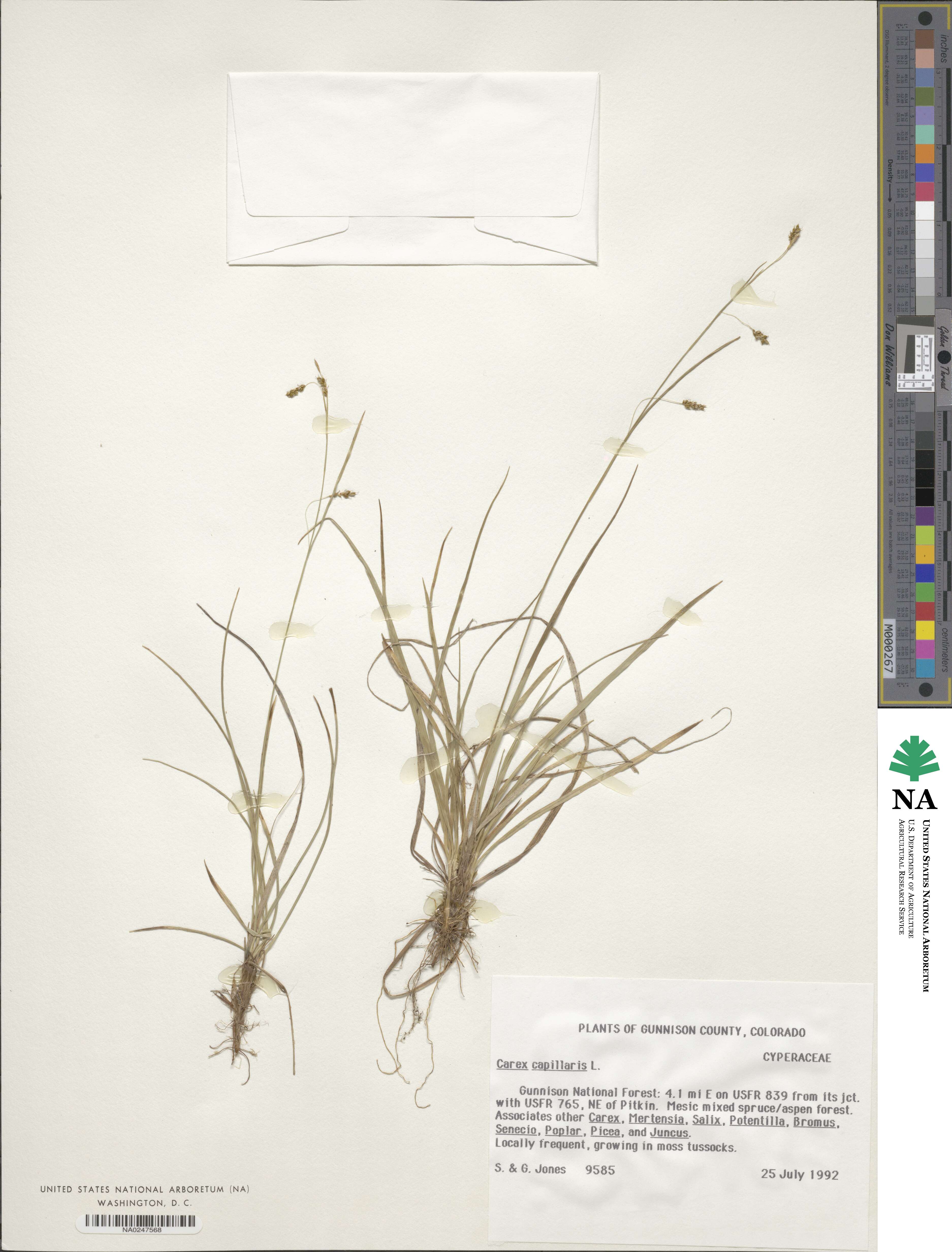 Carex capillaris image