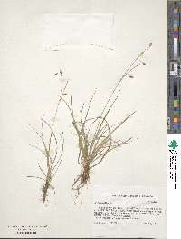 Carex capillaris image