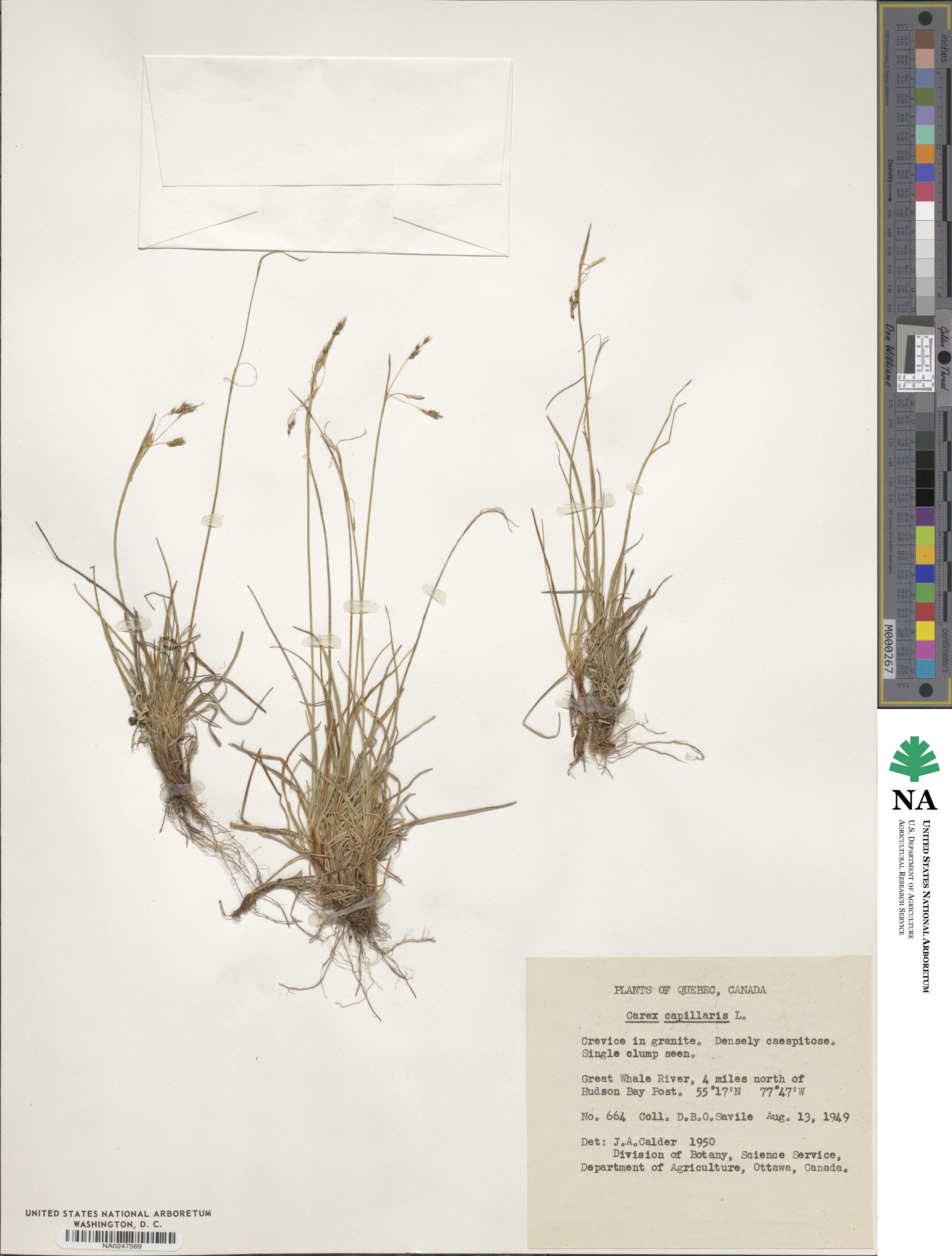 Carex capillaris image