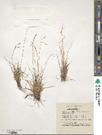 Carex capillaris image