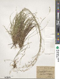 Carex capillaris image