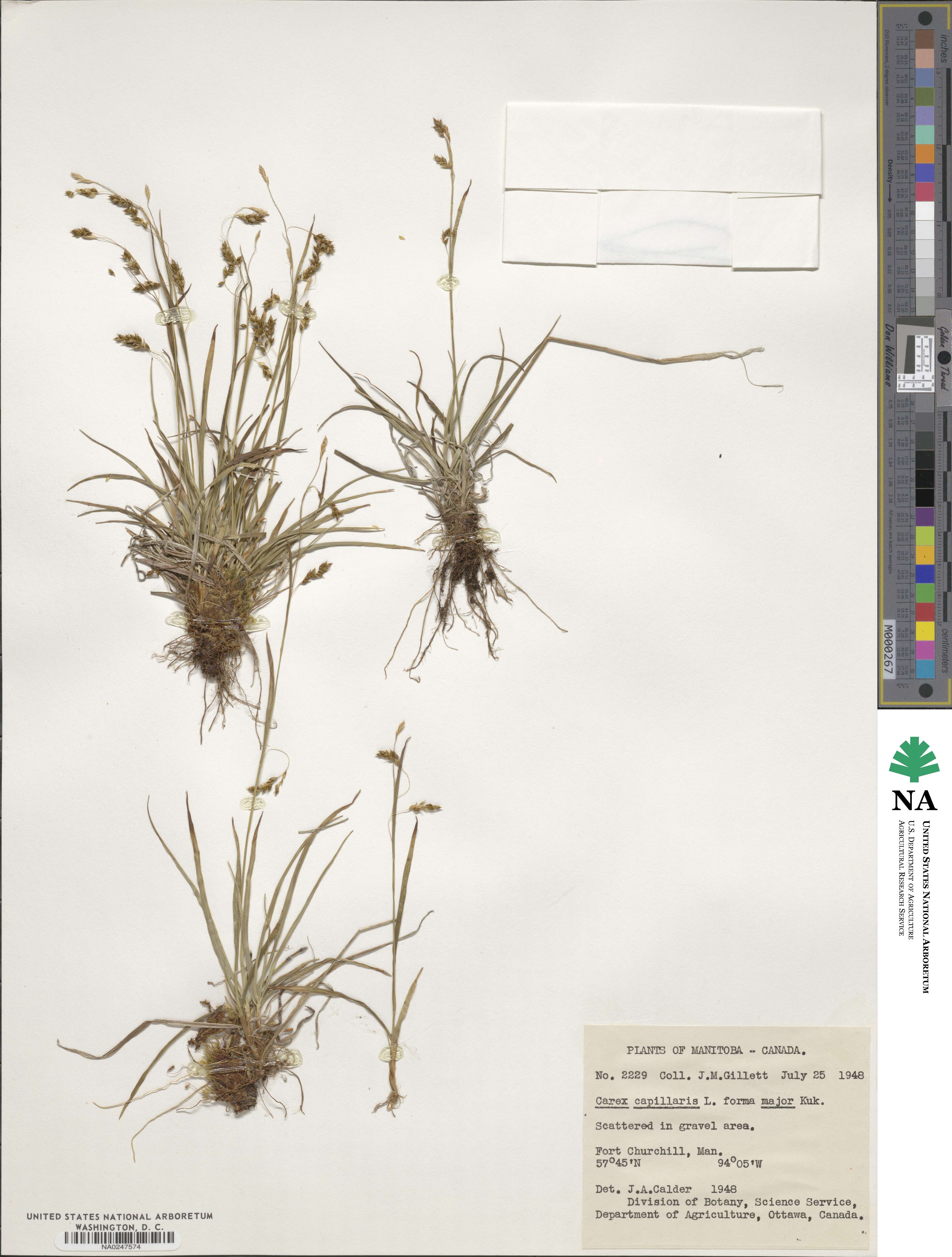 Carex capillaris image