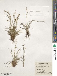 Carex capillaris subsp. capillaris image