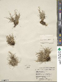 Carex capillaris image