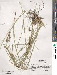 Carex caroliniana image