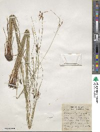 Carex caroliniana image