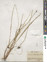 Carex caroliniana image