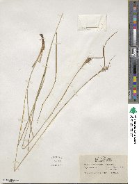 Carex caroliniana image