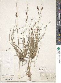 Carex caroliniana image