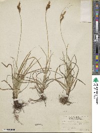 Carex caryophyllea image