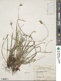 Carex castanea image