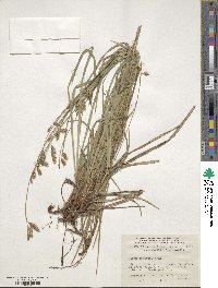 Carex castanea image