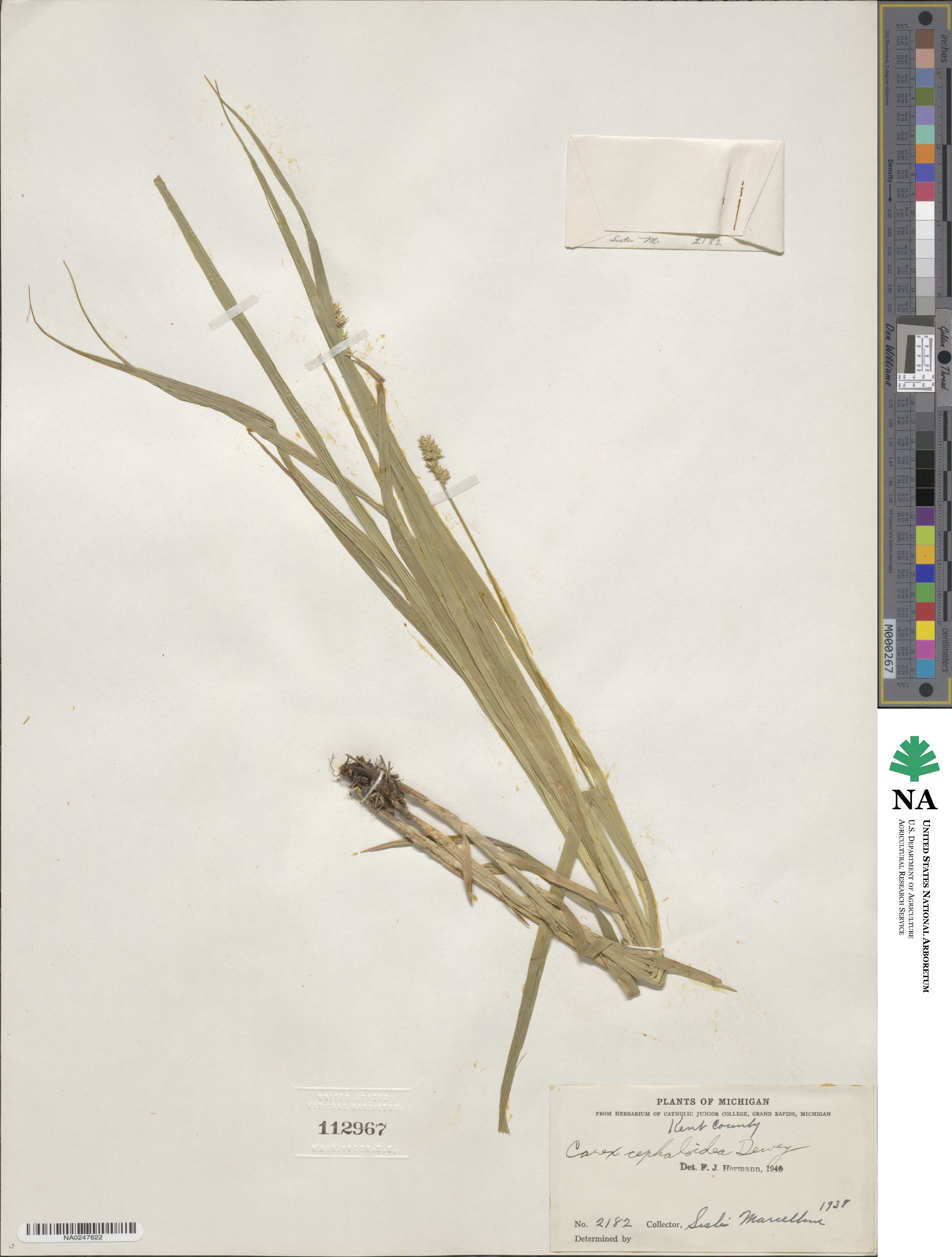 Carex cephaloidea image