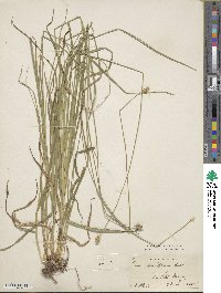 Carex cephalophora image