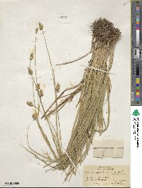 Carex cephalophora image