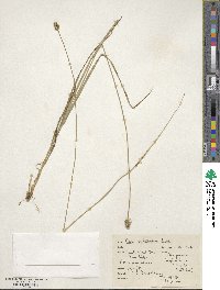 Carex cephalophora image