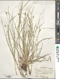 Carex cephalophora image