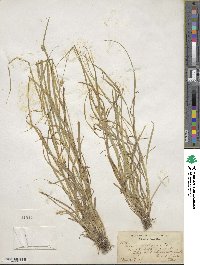 Carex cephalophora image