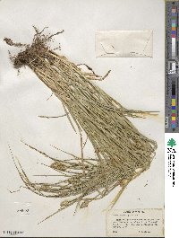 Carex cephalophora image