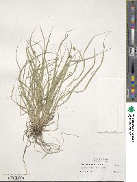 Carex cephalophora image