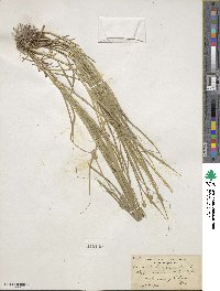 Carex cephalophora image