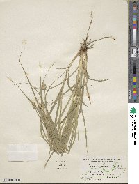 Carex cephalophora image