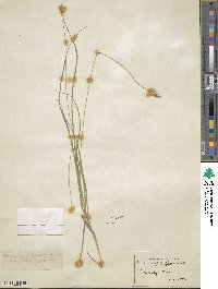 Carex cephalophora image