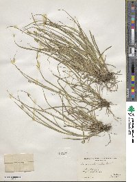 Carex cephalophora image