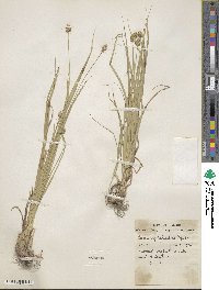 Carex cephalophora image