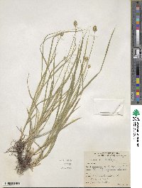 Carex cephalophora image