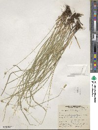 Carex cephalophora image